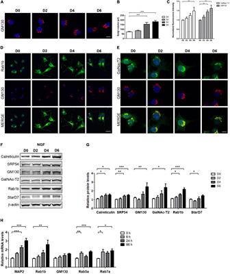 CREB3L2 Modulates Nerve Growth Factor-Induced Cell Differentiation